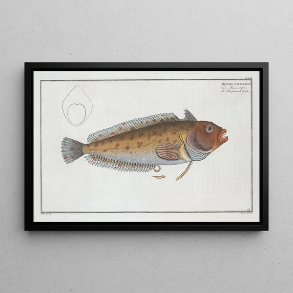 Blennie sourcilleuse - Marcus Elieser Bloch — quadro incorniciato alla parete