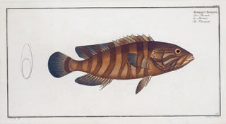 Marcus Elieser Bloch - Bodianus Boenack The Boenack.webp