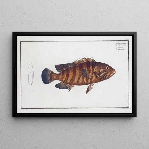 Marcus Elieser Bloch - Bodianus Boenack The Boenack.webp