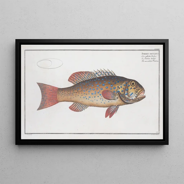 Bodianus maculatus Le Bodian maculé - Marcus Elieser Bloch — quadro incorniciato alla parete