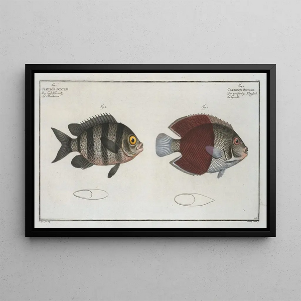 Marcus Elieser Bloch - Chaetodon bicolor 2 Chaetodon saxatilis.webp