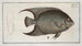 Chaetodon ciliaris Il Pesce angelo a criniera - Marcus Elieser Bloch — vista dell’opera