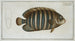 Chaetodon fasciatus - Marcus Elieser Bloch — vista dell’opera