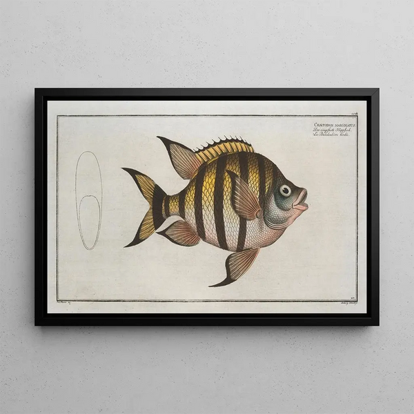 Chaetodon marginatus - Marcus Elieser Bloch — quadro incorniciato alla parete