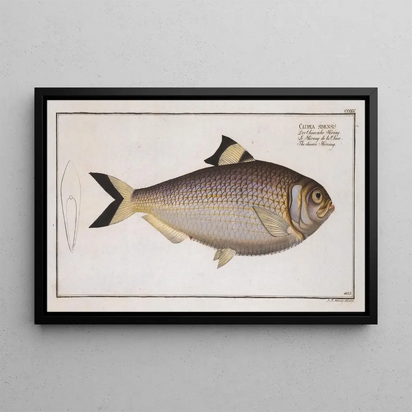 Clupea sinensis, il merluzzo cinese - Marcus Elieser Bloch — quadro incorniciato alla parete