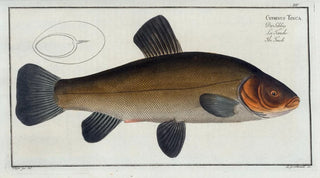 Marcus Elieser Bloch - Cypirnus Tinca The Tench.webp