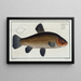 Cyprinus tinca, la tinca - Marcus Elieser Bloch — quadro incorniciato alla parete