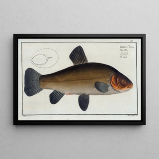 Marcus Elieser Bloch - Cypirnus Tinca The Tench.webp