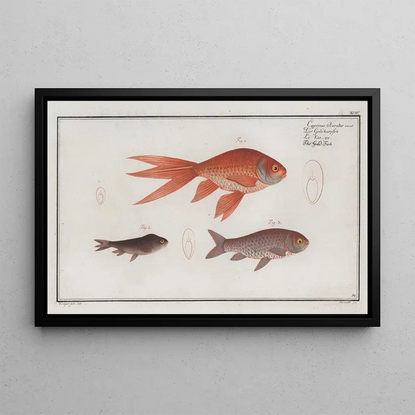 Cyprinus Auratus var Le Poisson Rouge - Marcus Elieser Bloch — quadro incorniciato alla parete