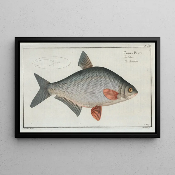 Marcus Elieser Bloch - Cyprinus Blicca The Blicca.webp