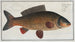 Cyprinus carpio La carpa - Marcus Elieser Bloch — vista dell’opera