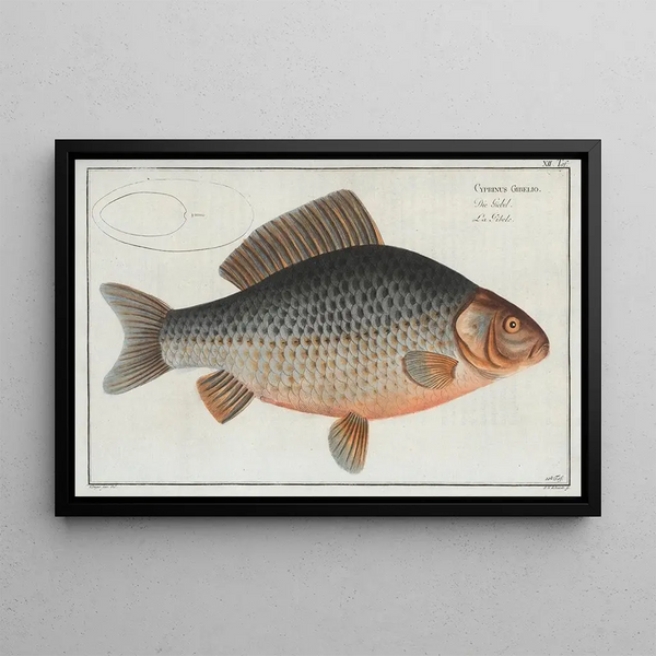 Marcus Elieser Bloch - Cyprinus Gibelio The Gibel.webp
