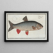 Cyprinus Idus, la carpa Idus - Marcus Elieser Bloch — quadro incorniciato alla parete