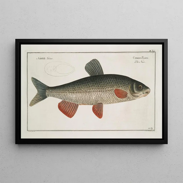 Marcus Elieser Bloch - Cyprinus Nasus The NaseCarp.webp