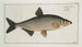 Cyprinus Vimba Le Vimba - Marcus Elieser Bloch — vista dell’opera