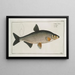 Cyprinus Vimba Le Vimba - Marcus Elieser Bloch — quadro incorniciato alla parete