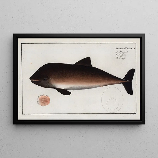 Marcus Elieser Bloch - Delphinus Phocoena The Porpesse.webp