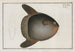 Diodon Mola, il pesce luna - Marcus Elieser Bloch — vista dell’opera