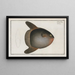 Diodon Mola, il pesce luna - Marcus Elieser Bloch — quadro incorniciato alla parete