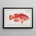 Epinephelus ruber Le Walleye rouge - Marcus Elieser Bloch — quadro incorniciato alla parete