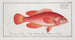 Epinephelus ruber Le Walleye rouge - Marcus Elieser Bloch — vista dell’opera