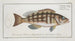 Epinephelus striatus Il doré rayé - Marcus Elieser Bloch — vista dell’opera