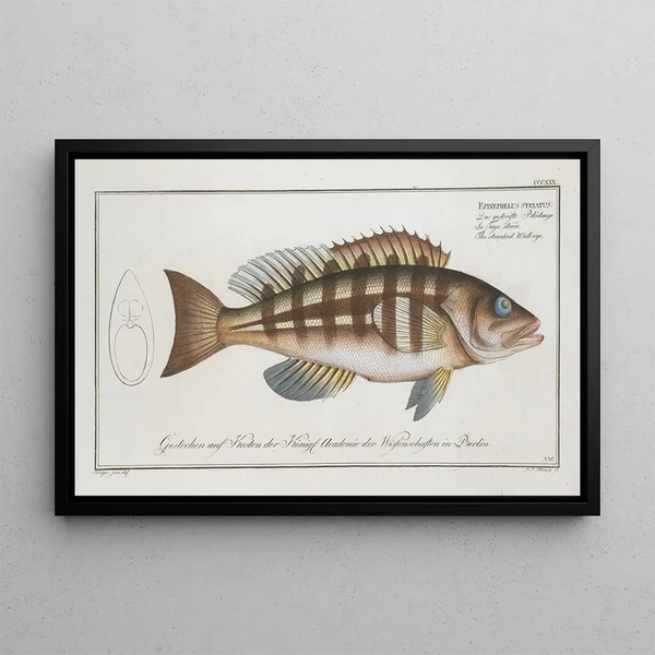 Epinephelus striatus Il doré rayé - Marcus Elieser Bloch — quadro incorniciato alla parete