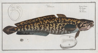 Marcus Elieser Bloch - Gadus Lota The Burbot.webp