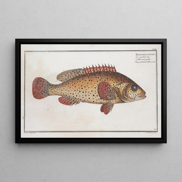 Marcus Elieser Bloch - Holocentrus punctatus The punctulated Holocentre.webp