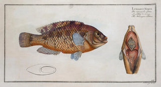 Marcus Elieser Bloch - Lutianus Norve The Norvegian Lutian.webp