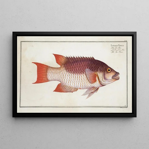 Marcus Elieser Bloch - Lutianus Vrres The Sea Boar.webp