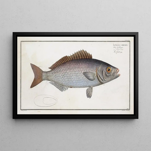 Lutjanus chrysops Le Goldeye - Marcus Elieser Bloch — quadro incorniciato alla parete