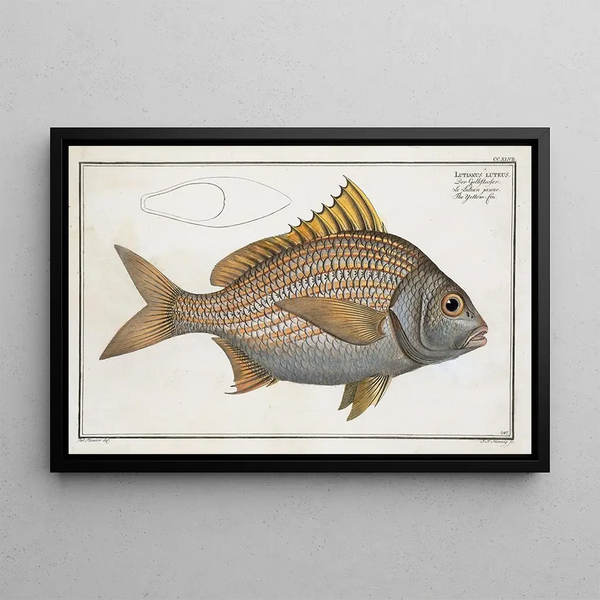 Marcus Elieser Bloch - Lutianus luteus The Yellowfin.webp