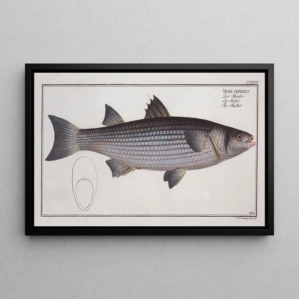 Mugil cephalus Le Mulet - Marcus Elieser Bloch — quadro incorniciato alla parete