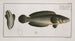Ophicephalus punctatus Le Snakehead Ponctué - Marcus Elieser Bloch — vista dell’opera