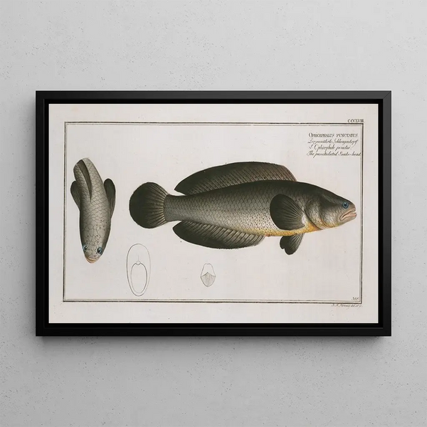 Ophicephalus punctatus Le Snakehead Ponctué - Marcus Elieser Bloch — quadro incorniciato alla parete