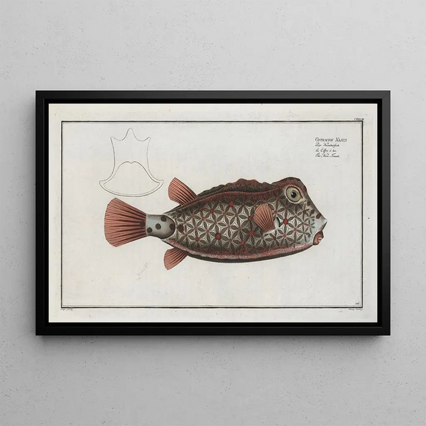 Marcus Elieser Bloch - Ostracion Nasus The NoseTrunk.webp