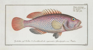 Marcus Elieser Bloch - Perca punctata The Negrofish.webp