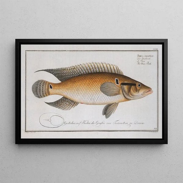 Perca saxatilis Le Perche de pierre - Marcus Elieser Bloch — quadro incorniciato alla parete