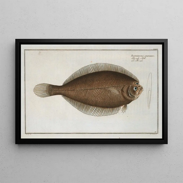 Pleuronectes limandoides - Marcus Elieser Bloch — quadro incorniciato alla parete