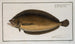Pleuronectes macrolepidotus - Marcus Elieser Bloch — vista dell’opera