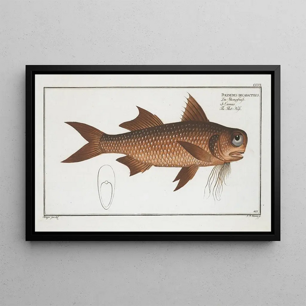 Polynemus decadactylus Le Nez Plat - Marcus Elieser Bloch — quadro incorniciato alla parete