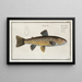 Salmo Fario La Trota - Marcus Elieser Bloch — quadro incorniciato alla parete