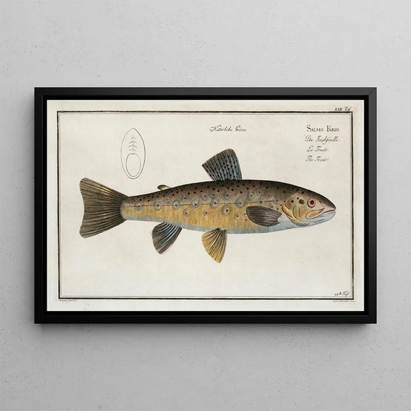 Marcus Elieser Bloch - Salmo Fario The Trout.webp