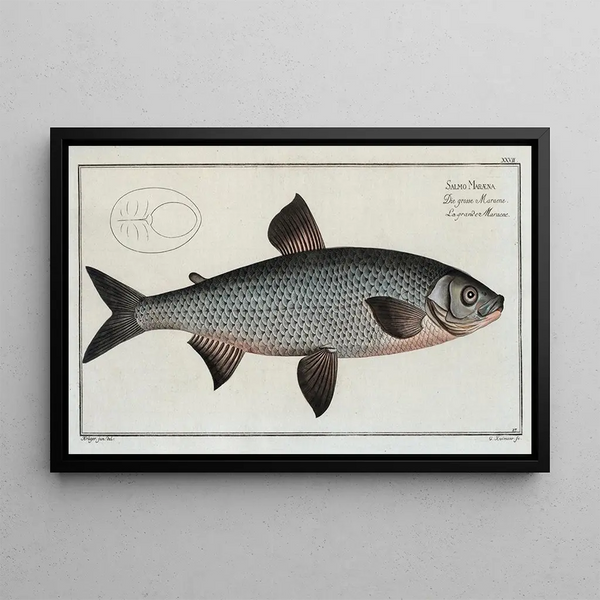 Marcus Elieser Bloch - Salmo Marna The GreatMarna.webp