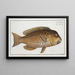 Scarus cretensis, il Pesce pappagallo greco - Marcus Elieser Bloch — quadro incorniciato alla parete