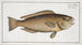 Scarus viridis, il pesce pappagallo verde - Marcus Elieser Bloch — vista dell’opera