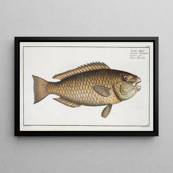 Marcus Elieser Bloch - Scarus viridis The Green Parrotfish.webp