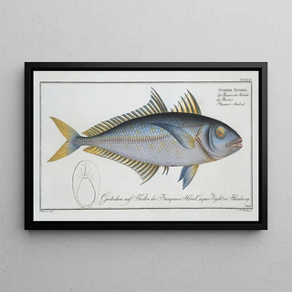 Marcus Elieser Bloch - Scomber Plumieri Plumiers Mackrel.webp