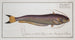 Silurus bimaculatus Il siluro bimaculato - Marcus Elieser Bloch — vista dell’opera